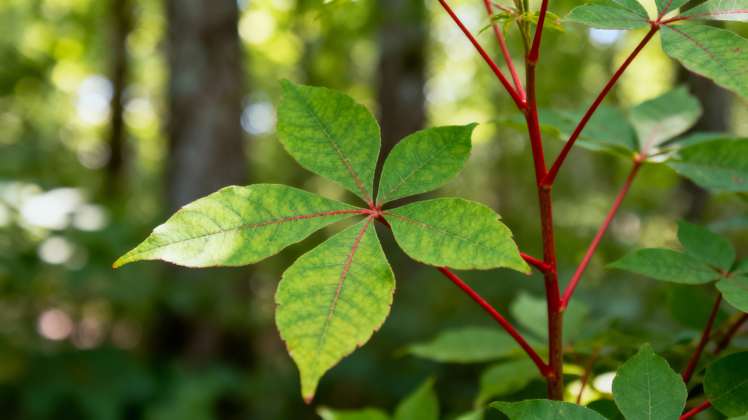 Featured image for Banishing the Burn: Discover Effective Relief for Poison Oak Rash