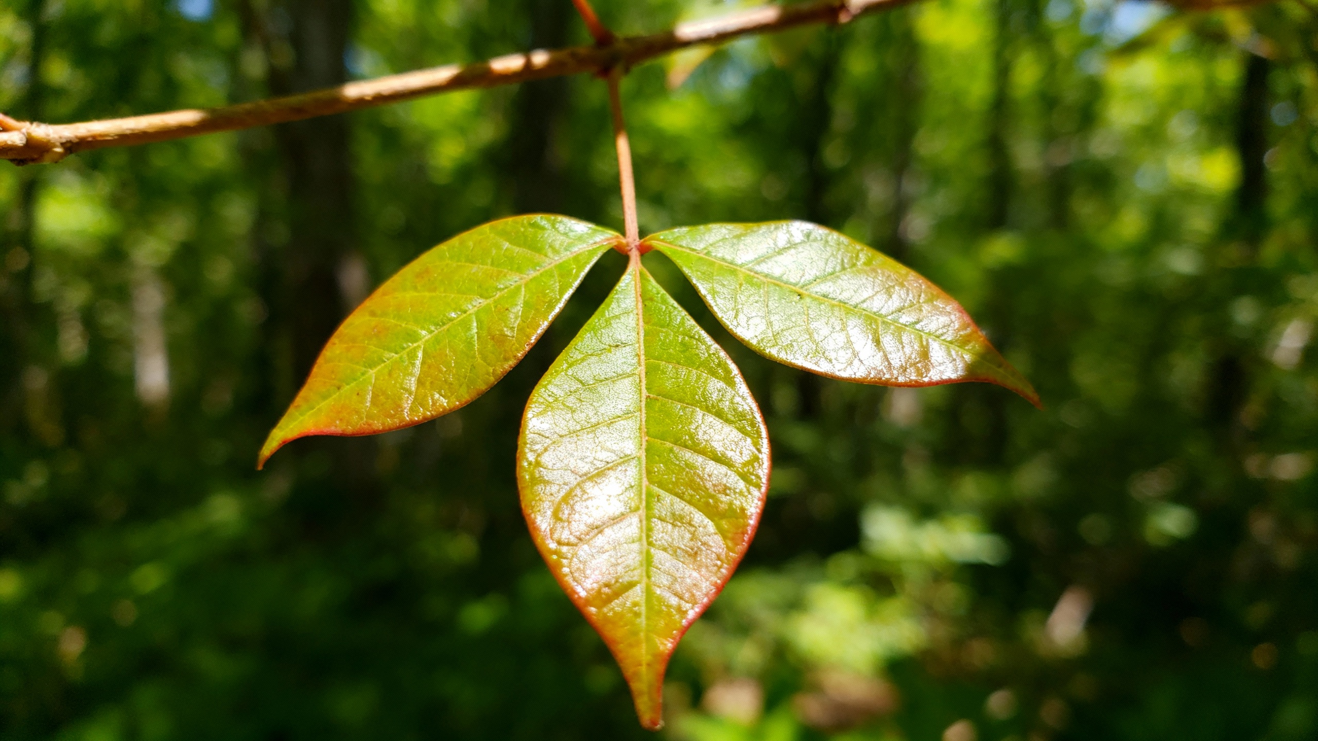 Featured image for The Ultimate Guide to Treating Poison Oak Blisters and Promoting Healing